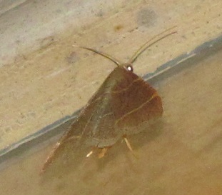 Hypsopygia glaucinalis (Pyralidae)? S